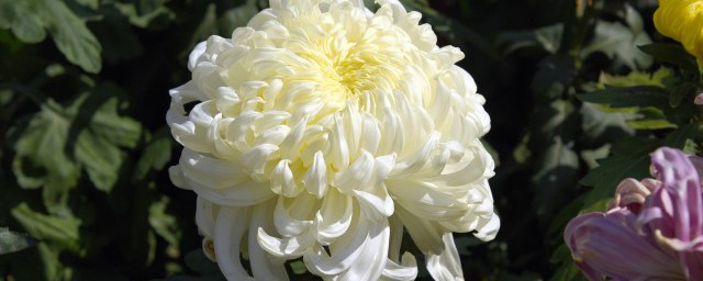 菊花叶子发黄干枯咋回事 菊花叶子发黄的原因