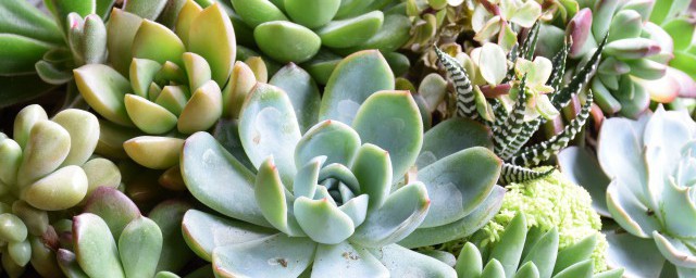 多肉的花语和寓意 多肉的花语和寓意分别是啥