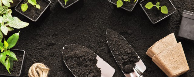 龙舌兰的养殖方法和注意事项 龙舌兰如何养殖