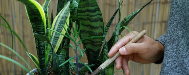 虎皮兰养殖方法和注意事项浇水要适量 虎皮兰养殖方法和注意事项介绍