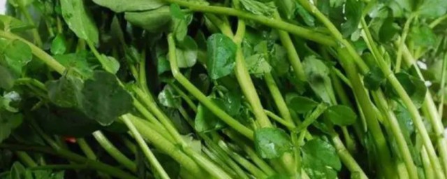 西洋菜怎么吃 西洋菜如何吃