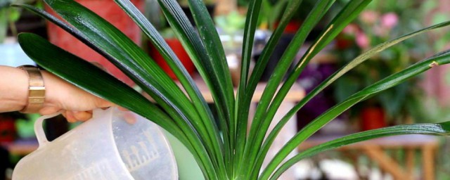 君子兰怎么看缺水 君子兰如何看缺水