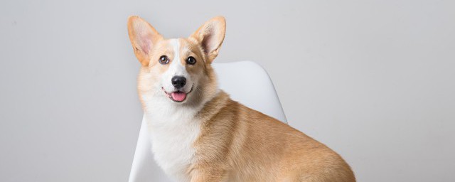 梦到小狗狗是什么意思 梦到小狗的含义