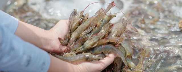 河虾炒韭菜怎么做 河虾炒韭菜的做法