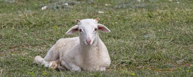 炖羊杂需要放什么调料 炖羊杂需要放的调料介绍