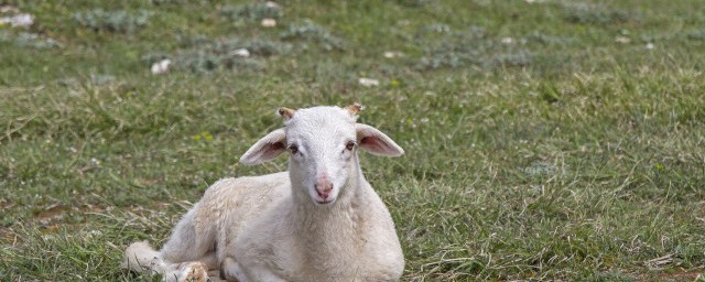 梦到一只羊是怎么回事 梦到一只羊好不好