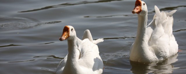 梦到鹅是什么意思 梦到鹅好不好