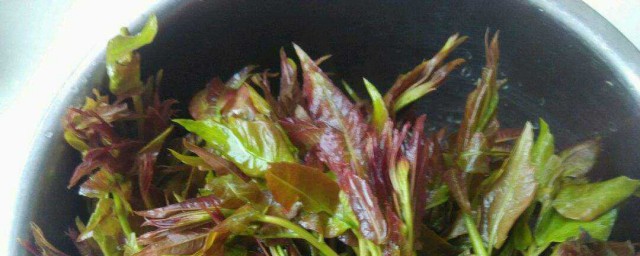 焯水香椿怎么做好吃 焯水香椿的做法