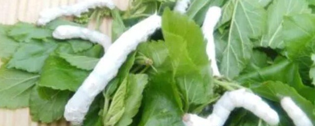 蚕宝宝需要喝水吗 蚕宝宝需不需要喝水