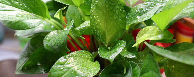 绿萝怎么换盆 绿萝换盆后如何护理