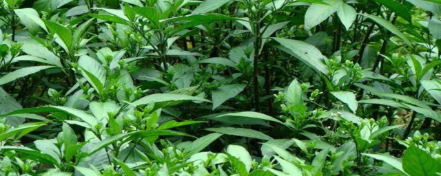 大青叶与板蓝根的功效异同 板蓝根和大青叶功效一样吗