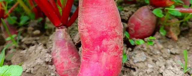 孕妇吃红萝卜对胎儿的好处 红萝卜有什么营养