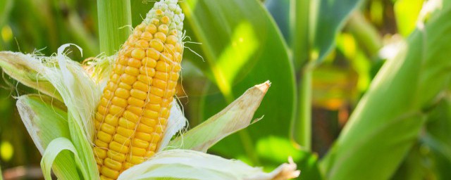 梦到玉米预示着什么 梦到玉米预示好不好