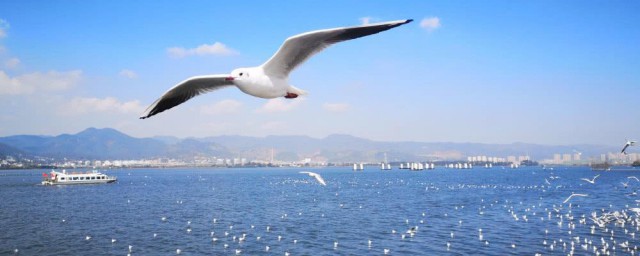 海鸥的生活环境及特点 关于海鸥的介绍