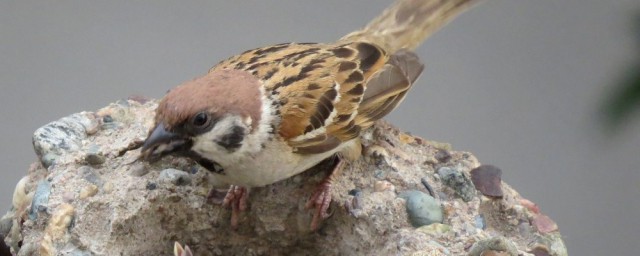 麻雀的特点和生活特征 麻雀的习性和特点