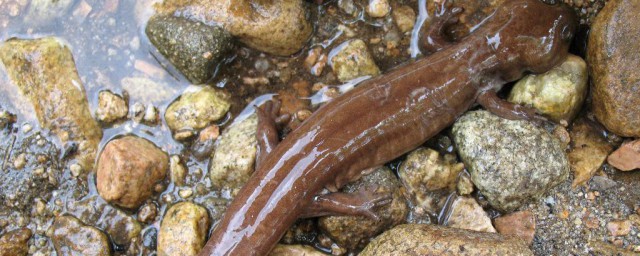 俗称娃娃鱼的中国大鱿冬天时会冬眠吗 俗称娃娃鱼的中国大鱿冬天时是否会冬眠