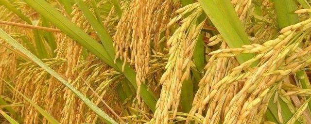 稻穗指的是稻子的什么 稻穗指的是稻子的啥