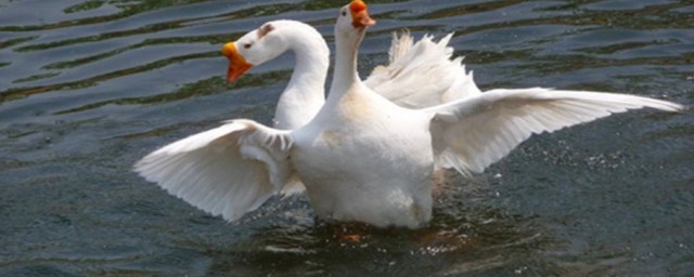 鸭子和天鹅的区别 鸭子和天鹅的区别介绍