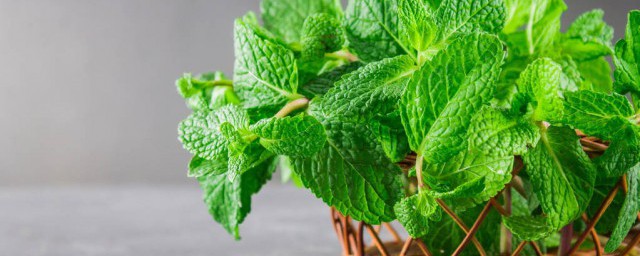 长安十二时辰嚼的什么 长安十二时辰里嚼的是薄荷叶对吗