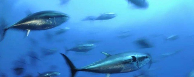 黑鲔鱼是什么鱼 黑鲔鱼简单介绍