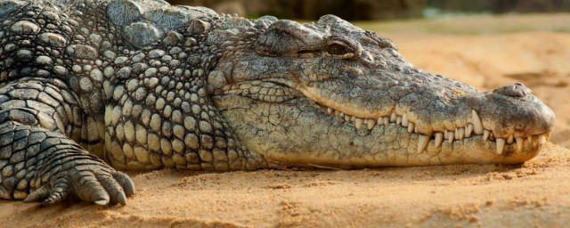 鳄鱼的种类 鳄鱼的种类有哪些