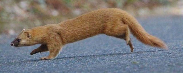黄鼠狼是不是国家保护动物吗 黄鼠狼属于保护动物吗
