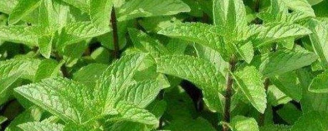 野生薄荷能吃吗 野生薄荷到底能不能吃