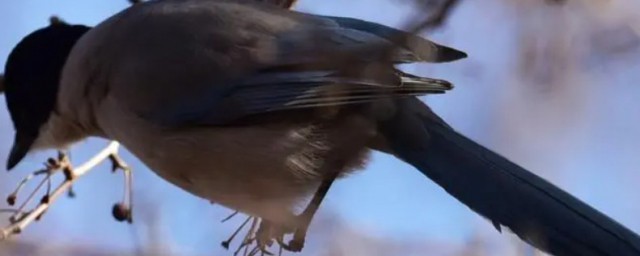 灰喜鹊和喜鹊的区别是什么 灰喜鹊和喜鹊的区别是啥