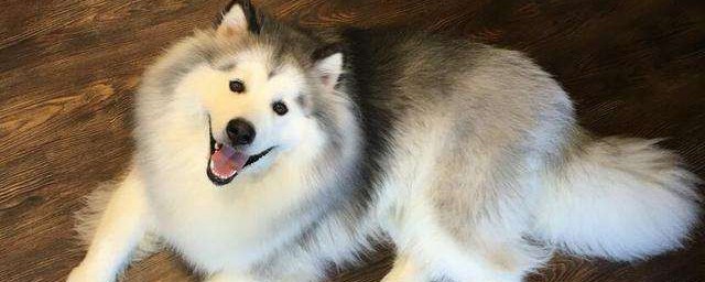 一个月的阿拉斯加怎么养才长得好 如何养一个月的阿拉斯加