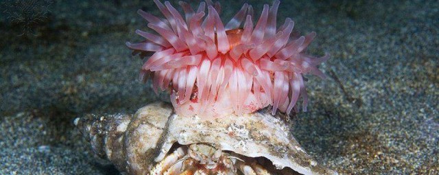 干锅海葵的家常做法 如何做干锅海葵