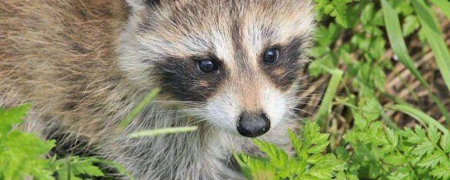 貉是不是国家保护动物 貉是保护动物吗