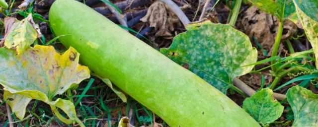 瓠是指什么动物 瓠是什么