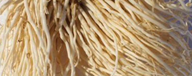 苤菜根是哪种菜的根 苤菜根是什么菜的根