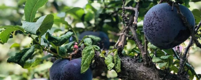 黑布李为什么那么酸 黑布李酸是什么原因