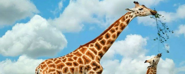 长颈鹿的本领和特点 长颈鹿的本领及特点