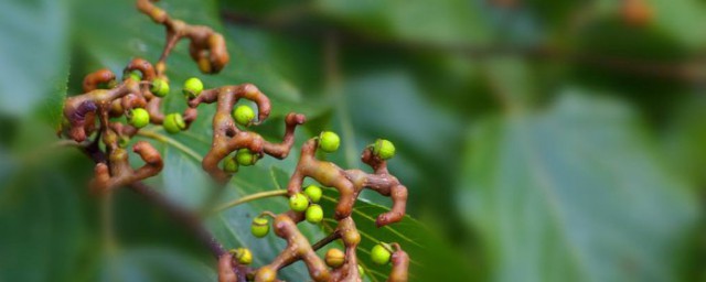 枳椇子与拐枣的区别 枳椇子与拐枣的区别介绍