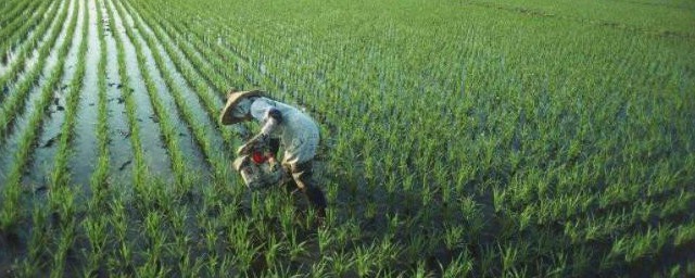 除草什么季节 除草是哪个季节