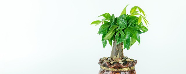 植物也怕痒下面哪种植物被称为痒痒树 什么植物被称为痒痒树