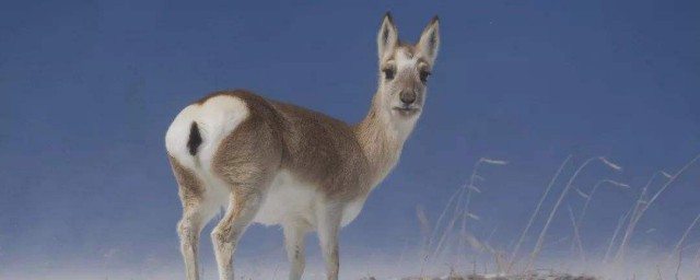 藏原羚和藏羚羊的区别 藏原羚和藏羚羊有哪些不同