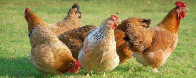 头上戴冠的动物是什么生肖 头上戴冠的动物是指那个生肖