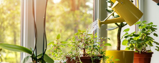 富贵椰子多久浇一次水 富贵椰子如何浇水