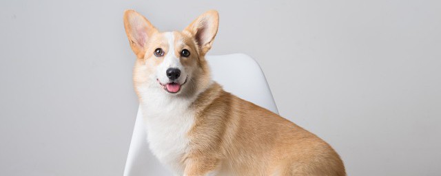 吉梦逢刀遂得洲是什么生肖 吉梦逢刀遂得洲生肖是啥