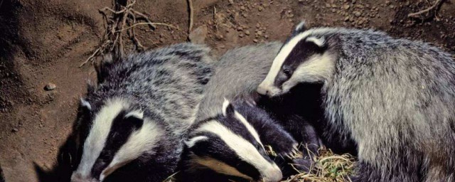 獾子最怕什么东西 獾子最怕东西是什么