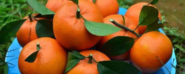 沃柑怎么读 沃柑读音是什么