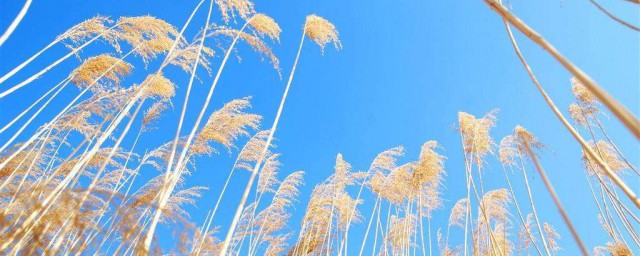芦苇寓意 芦苇有什么寓意