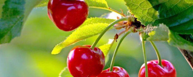 青海有哪些特色水果 青海有什么特色水果