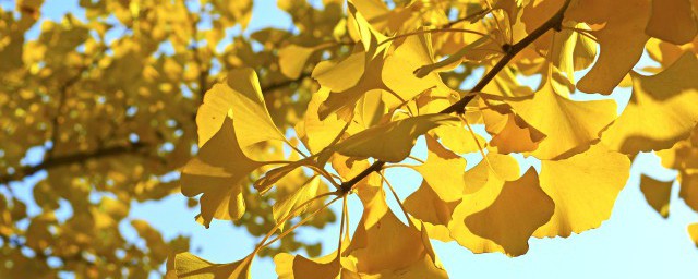 银杏树结的果子叫什么 银杏树结的果子的营养价值