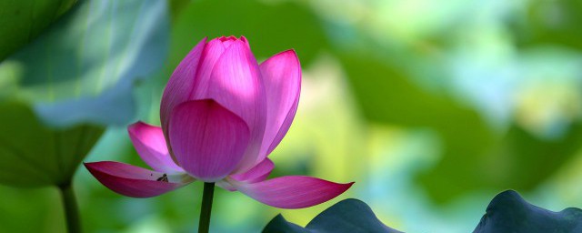 荷花出淤泥而不染全诗 荷花出淤泥而不染全诗介绍