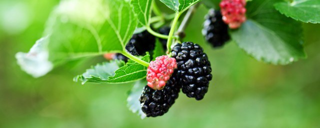 桑葚干吃的时候用洗吗 食用桑葚干需要清洗吗