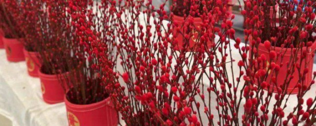 春节期间摆放什么花合适好看 春节期间适合摆放的花